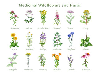 Medicinal wildflowers and herbs with names hand drawn watercolor illustration set. Blooming yarrow, motherwort, plantain, cornflower, chamomile, arnica wild plant elements on white background © anitapol