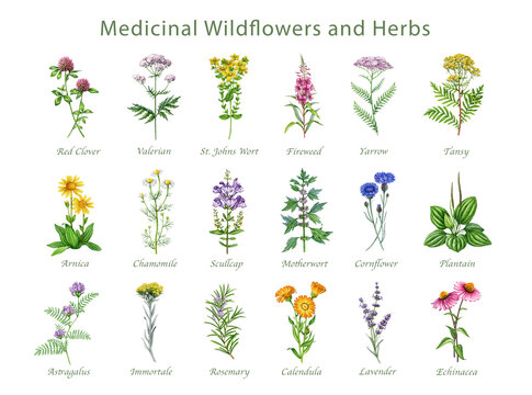 Medicinal wildflowers and herbs with names hand drawn watercolor illustration set. Blooming yarrow, motherwort, plantain, cornflower, chamomile, arnica wild plant elements on white background