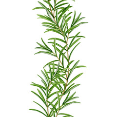 Obraz premium Rosemary fresh herb seamless border watercolor illustration isolated on white background. Rosemary plant decoration element for culinary, seasoning, aromatherapy and medicinal design
