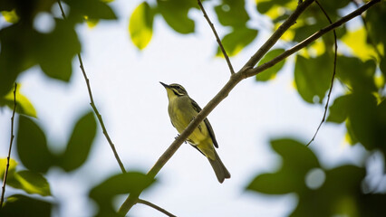Obraz premium Yellow bird perched on a tree branch amidst green leaves