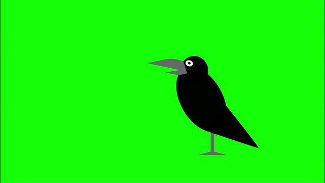 Black crow walking and stopped on transparent green screen background, The Bird animation motion to pecking or nodding its head