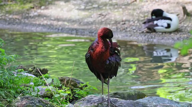 The Glossy ibis, Plegadis falcinellus is a wading bird in the ibis family Threskiornithidae.