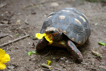 Obraz premium Cute small baby Red-foot Tortoise in the nature,The red-footed tortoise (Chelonoidis carbonarius) is a species of tortoise from northern South America