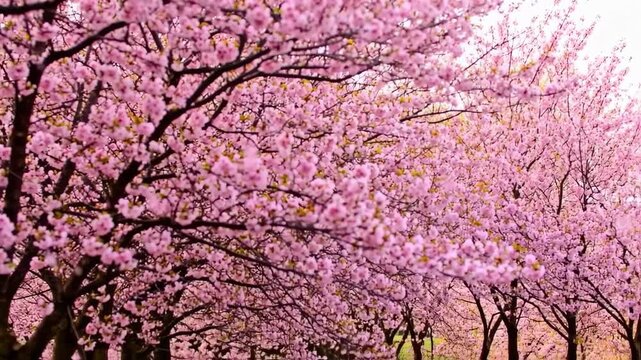 Blooming cherry blossoms fill frame, branches intertwine with pink flowers, soft focus, serene aesthetic