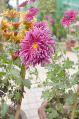 Fototapeta premium Beautiful Red chrysanthemum flowers closeup in the winter garden, Closeup of Chrysanthemum flower, Field of the Red Chrysanthemum, Beautiful Red flower blooming in nature.