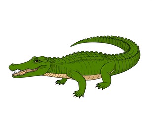 Obraz premium A cartoon alligator with green scales and a long tail on white