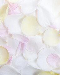 Vertical floral background with white rose petals and soft pastel texture
