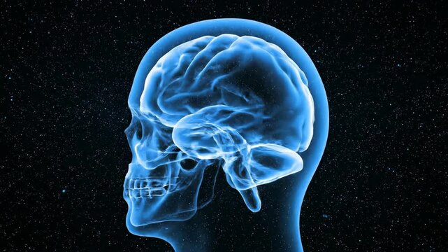 3D Human Skull and Brain Visualization with Transparent Bones and Visible Structures