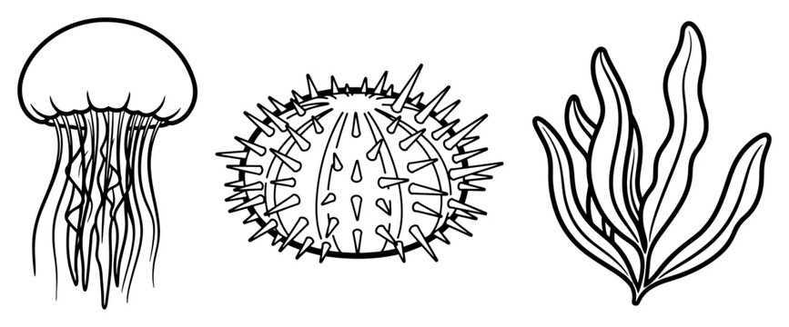 Jellyfish sea urchin and seaweed underwater creatures vector line art