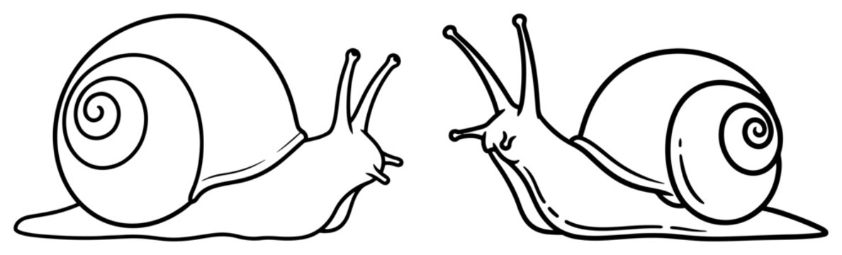 Two garden snail outline illustrations showing shell spiral and antennae