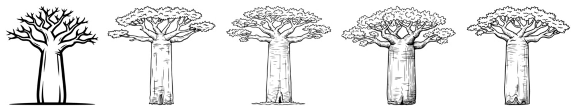 Collection of hand drawn african baobab tree sketches with thick trunks