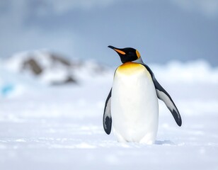 Fototapeta premium Penguin Standing Alone in Snowy Landscape.