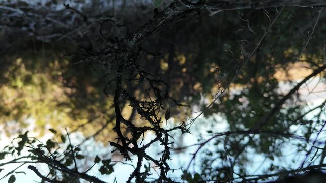 Dramatic POV drone footage of a high-speed backward flight ending in a sudden crash into thick tree branches and bushes. Real-life aerial accident capturing the moment of impact and lens flare.