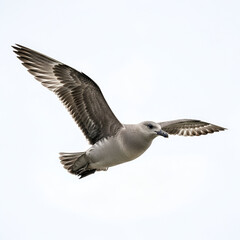 Obraz premium Skua seabird flying over rugged coastal waters