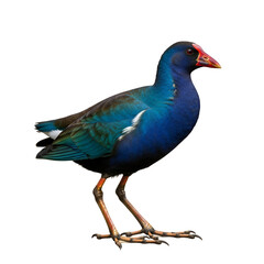 Bright purple gallinule in wetland