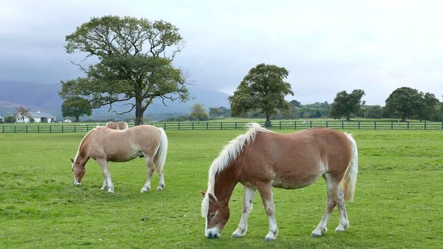 Horses, likely the regional breed of Kerry Bog Pony or Irish Hobby, grazing in a green pasture in Killarney, County Kerry, Ireland.