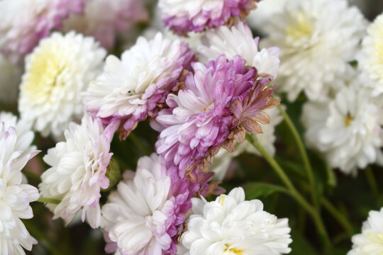 Beautiful white chrysanthemum flowers closeup in the winter garden, Closeup of Chrysanthemum flower, Field of the white Chrysanthemum, Beautiful white flower blooming in nature.