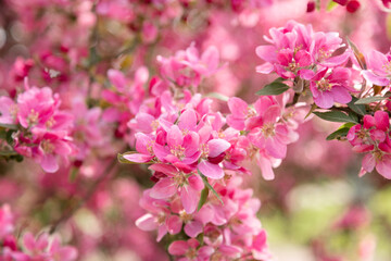 Naklejka premium Blooming apple tree with pink flowers garden agriculture and bio products concept