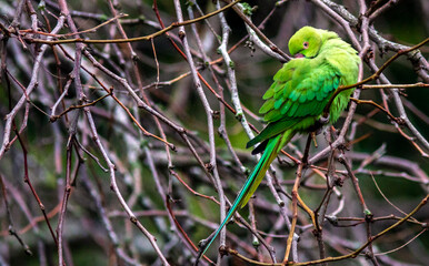 Ring necked parakeet, Greenwich Park, London