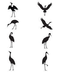 Fototapeta premium Set of black stork silhouettes showing flying and standing birds isolated on white background vector illustration collection for nature design.