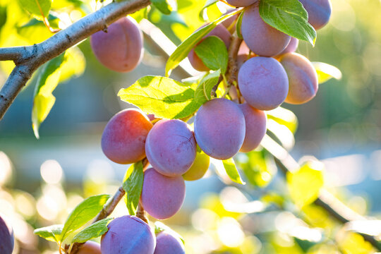 Ripe plums hanging from a tree branch ready to be harvested. View of fresh organic fruits with green leaves on plum tree branch in the fruit garden