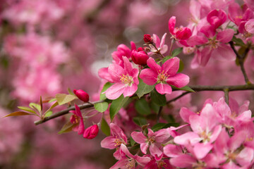 Fototapeta premium Spring apple orchard with pink blossoms agriculture and organic farming concept