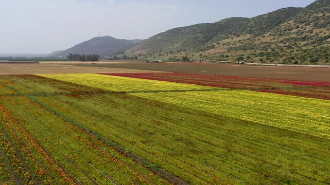 Aerial view of a field of Buttercups flowers in rows of different colors at the peak of bloom at the Guma Junction in the Upper Galilee