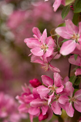 Naklejka premium Abundant apple blossoms in spring orchard natural background for bio food design