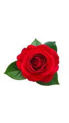 A single red rose with green leaves on a white background