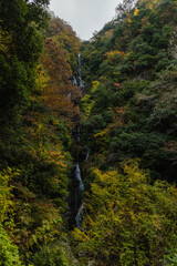 Fototapeta premium 日本 広島県三次市作木町にある常清滝と紅葉した木々