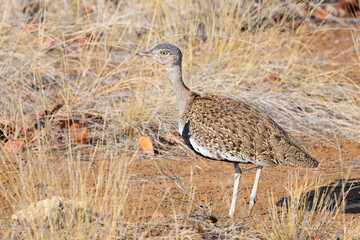 Red-crested korhaan (Lophotis ruficrista) on savanna, Kruger national park, South Africa.