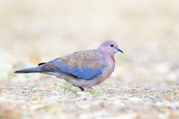 Laughing dove (Streptopelia senagalensis) foraging on ground, Kruger National park, Mpumalanga, South Africa.