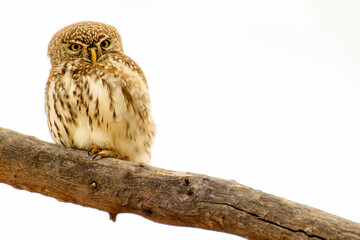 Pearl-spotted owlet (Glaucidium perlatum) perched on a tree branch, Kruger National Park, Mpumalanga, South Africa.