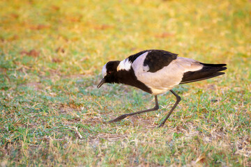 Blacksmith lapwing (Vanellus armatus) foraging on savanna, Kruger national park, South Africa.