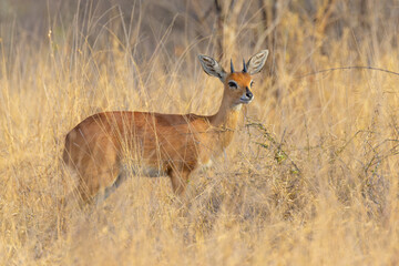Steenbok (Raphicerus campestris) standing on savanna,. Kruger National Park, South Africa.