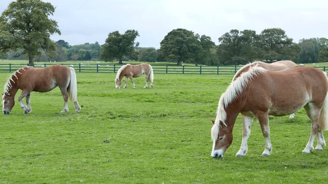 Horses, likely the regional breed of Kerry Bog Pony or Irish Hobby, grazing in a green pasture in Killarney, County Kerry, Ireland.