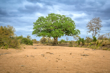 Dry sandy riverbed with African sycamore fig tree (Ficus sycomorus), Kruger National Park, Limpopo, South Africa.