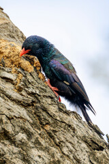 Green wood-hoopoe(Phoeniculus purpureus), foraging at bark of tree, Kruger national park., South Africa.