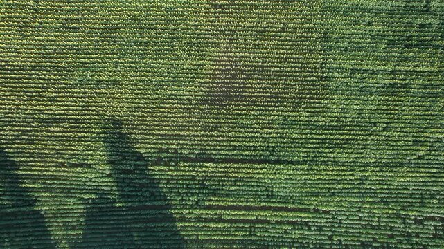 Top down drone view of a dense sunflower field in full bloom with long parallel crop rows and a paved rural road at the edge, showing agriculture geometry, summer farming and natural landscape pattern