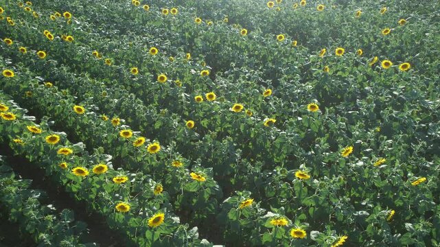 Orbiting view of a dense sunflower field in full bloom with long parallel crop rows and a paved rural road at the edge, showing agriculture geometry, summer farming and natural landscape pattern