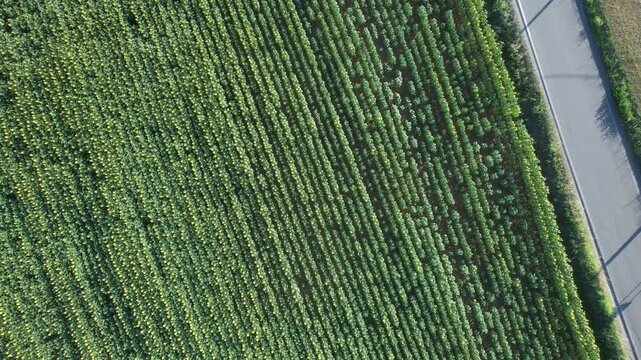 Top down drone view of a dense sunflower field in full bloom with long parallel crop rows and a paved rural road at the edge, showing agriculture geometry, summer farming and natural landscape pattern