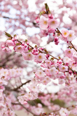 Fototapeta premium Delicate Pink Cherry Blossoms in Soft Spring Light