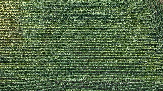 Top down drone view of a dense sunflower field in full bloom with long parallel crop rows and a paved rural road at the edge, showing agriculture geometry, summer farming and natural landscape pattern