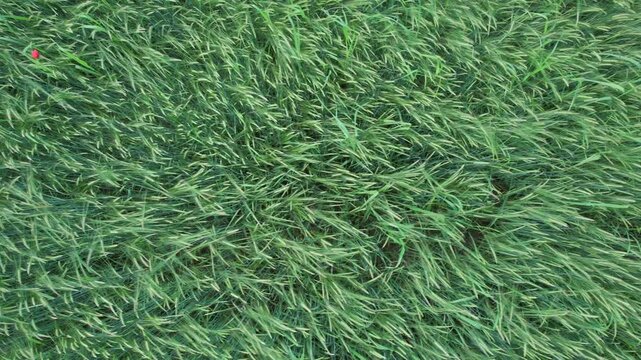 Dense green crop plants forming uniform agricultural texture pattern, showing healthy vegetation growth, farming surface and natural background for ecology and agriculture concepts, top down shot