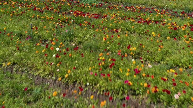 Aerial view of a field of Buttercups flowers in rows of different colors at the peak of bloom at the Guma Junction in the Upper Galilee
