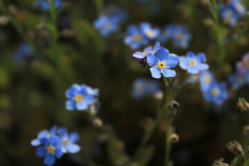 forget me not flowers