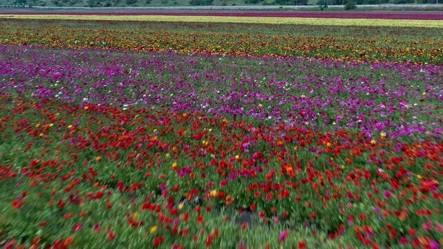 Aerial view of a field of Buttercups flowers in rows of different colors at the peak of bloom at the Guma Junction in the Upper Galilee