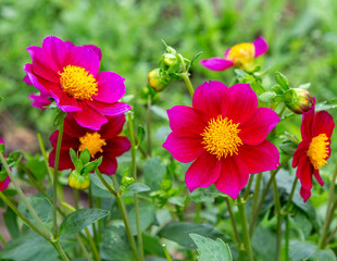 Dahlia flowers. A close-up of an annual dahlia flower in full bloom.