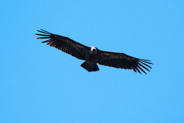 Obraz premium Vautour fauve