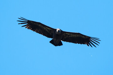 Obraz premium Vautour fauve